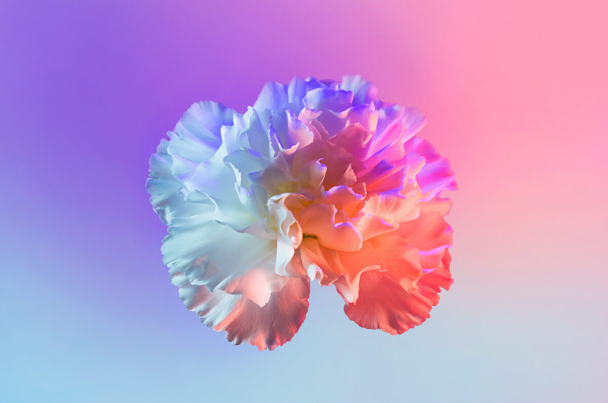 Neon Flowers Series By Claire Boscher 03