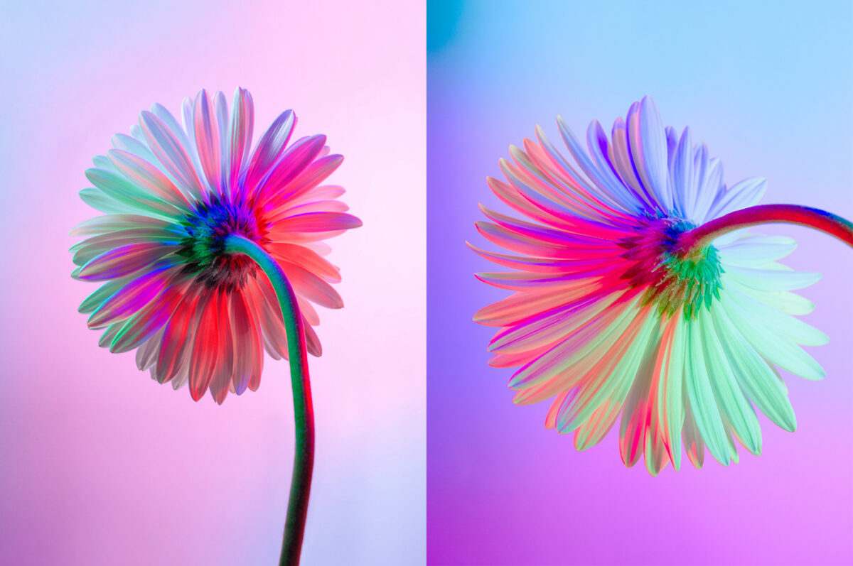 Neon Flowers Series By Claire Boscher 05