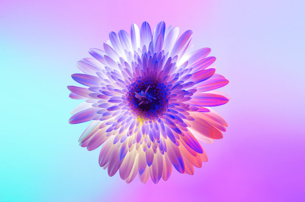 Neon Flowers Series By Claire Boscher 06