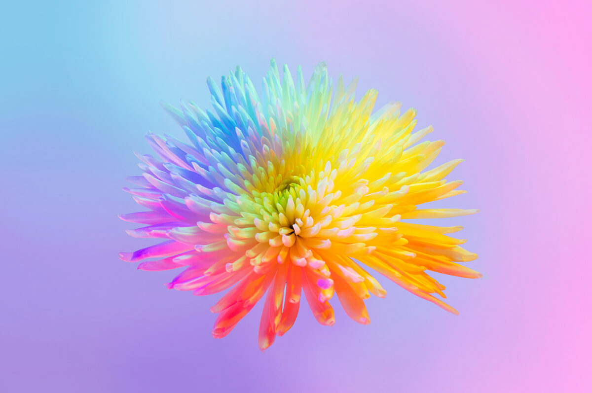 Neon Flowers Series By Claire Boscher 07