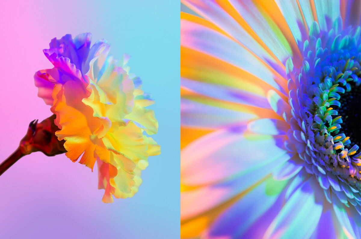 Neon Flowers Series By Claire Boscher 08