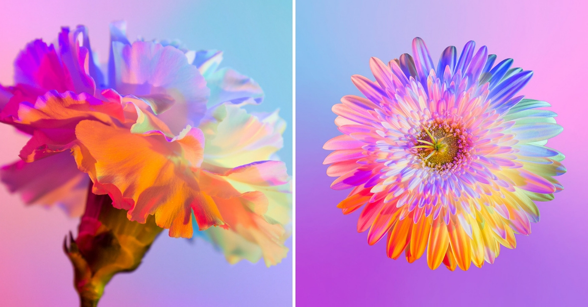 Neon Flowers Series By Claire Boscher Sharecover