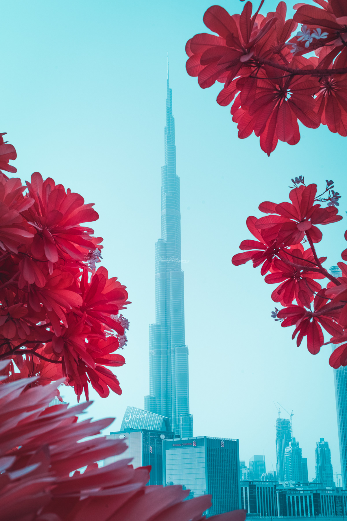 Superb Photographs Of Dubai In Infrared By Paolo Pettigiani 5