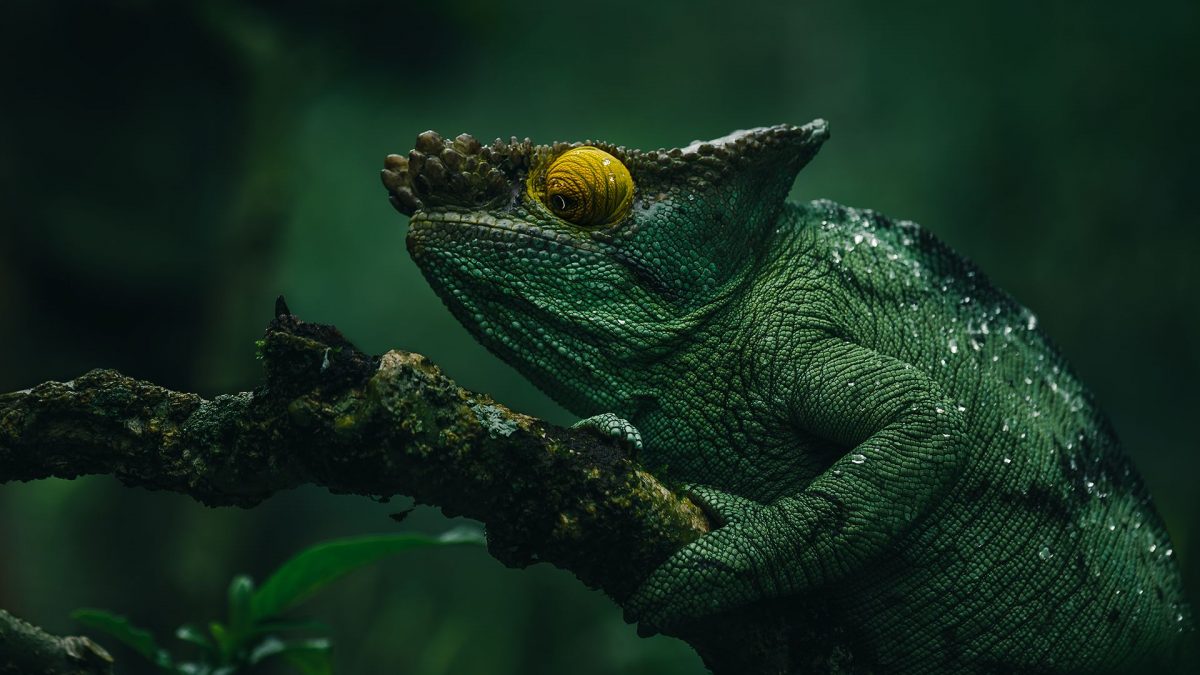 Wonderful Photography Series On Madagascars Fauna By Ben Simon Rehn 2