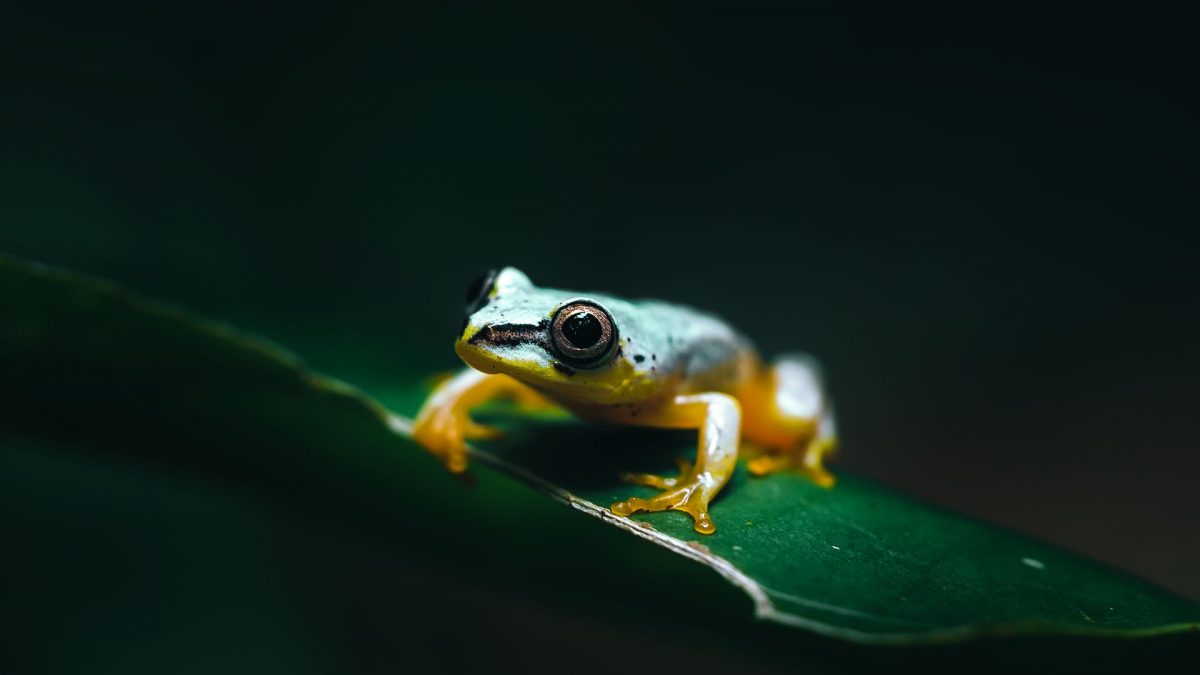 Wonderful Photography Series On Madagascars Fauna By Ben Simon Rehn 4