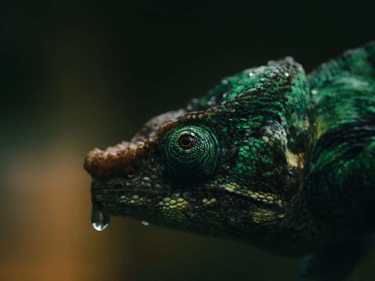 Wonderful Photography Series On Madagascars Fauna By Ben Simon Rehn 5