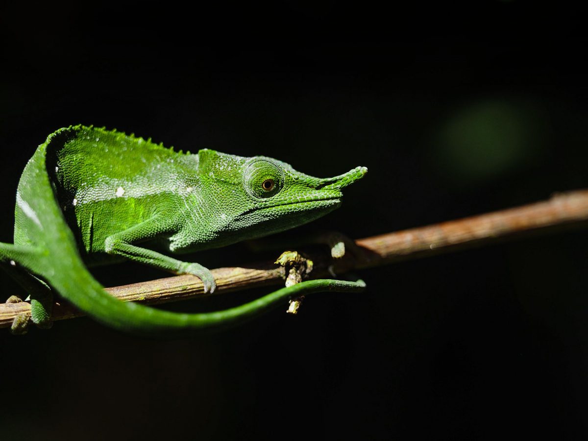 Wonderful Photography Series On Madagascars Fauna By Ben Simon Rehn 6