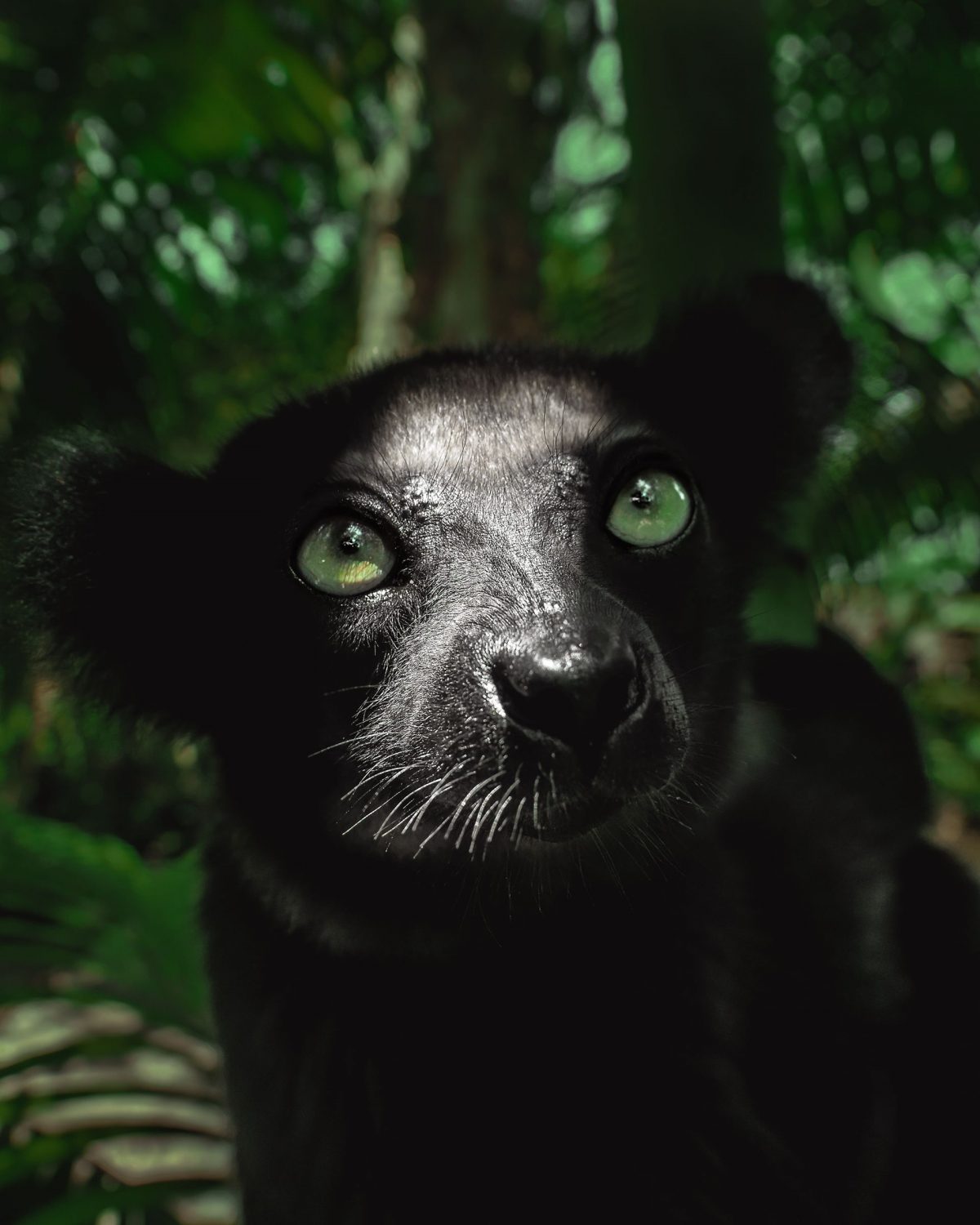 Wonderful Photography Series On Madagascars Fauna By Ben Simon Rehn 7