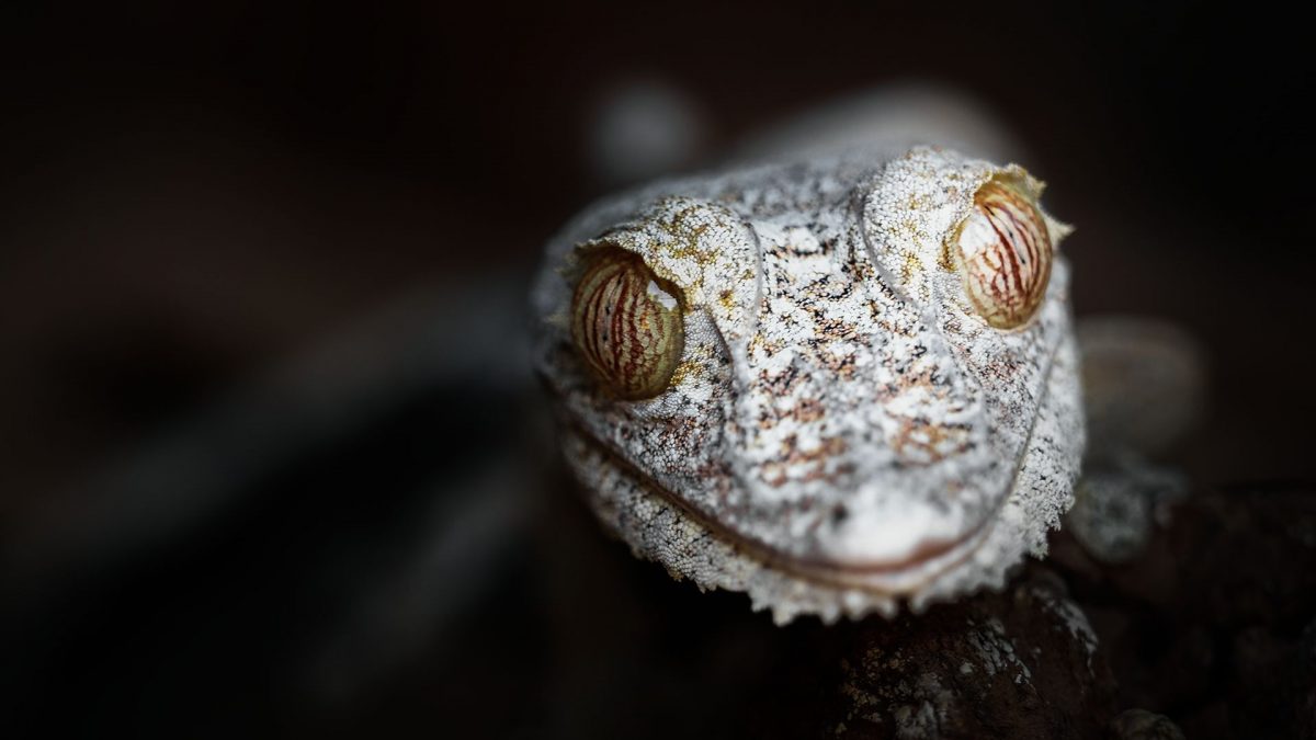Wonderful Photography Series On Madagascars Fauna By Ben Simon Rehn 8