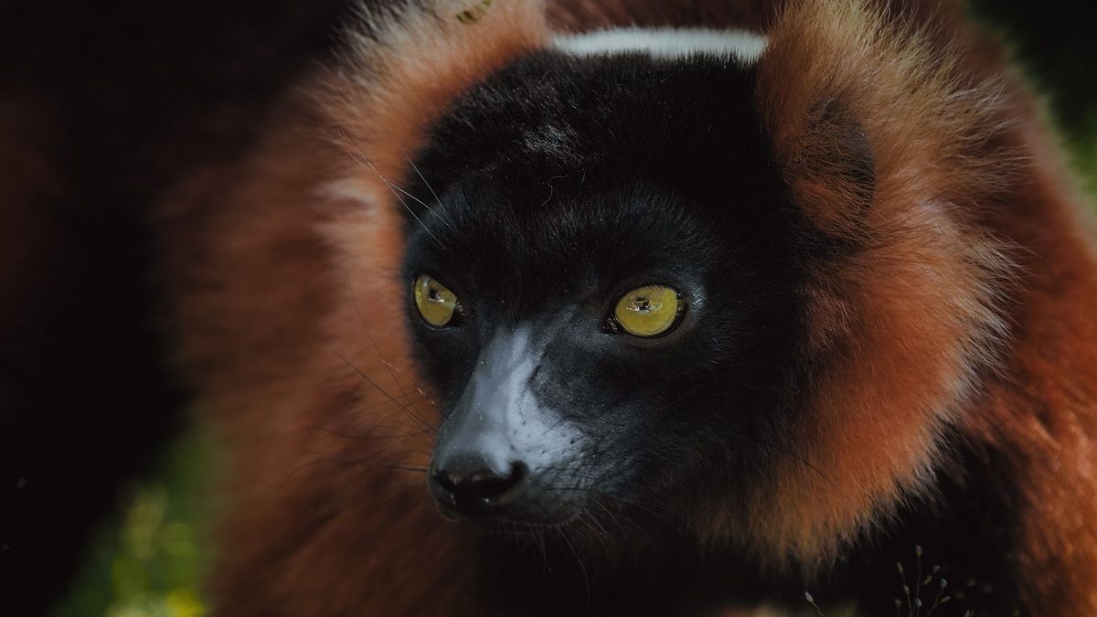 Wonderful Photography Series On Madagascars Fauna By Ben Simon Rehn 9