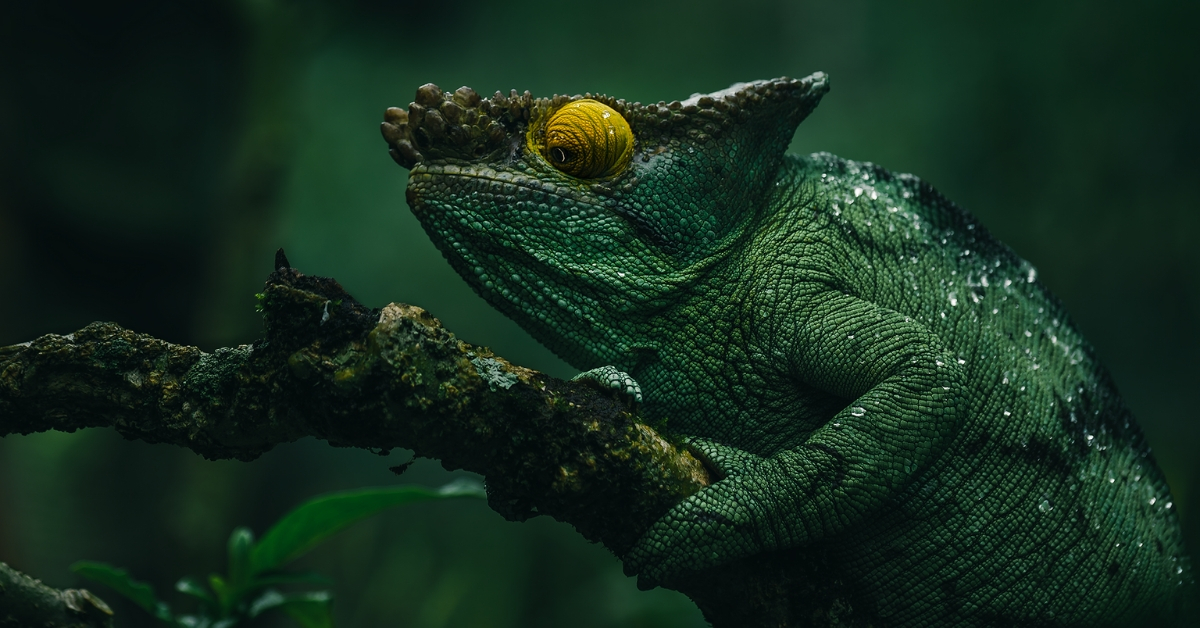 Wonderful Photography Series On Madagascar's Fauna By Ben Simon Rehn Sharecover