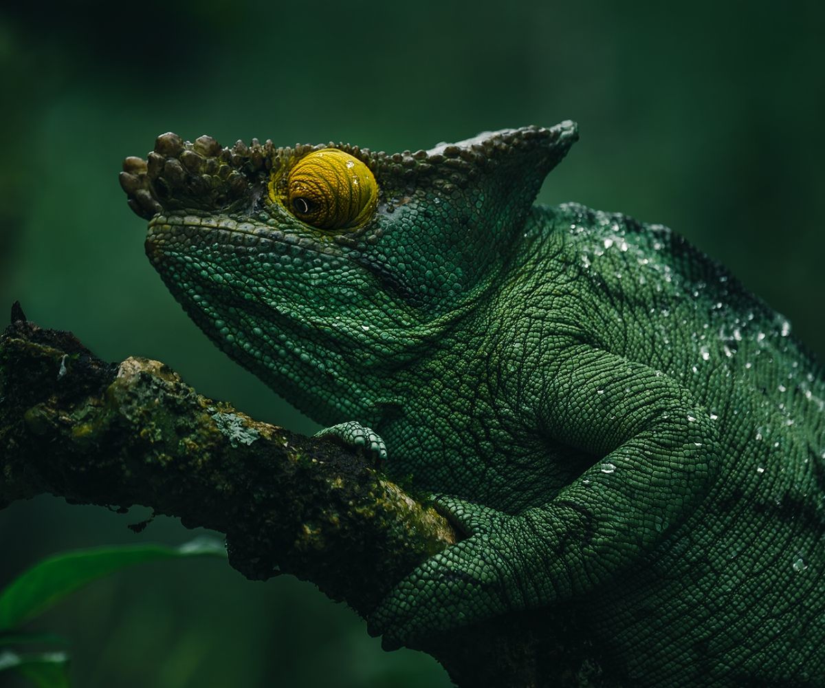 Wonderful Photography Series On Madagascar's Fauna By Ben Simon Rehn