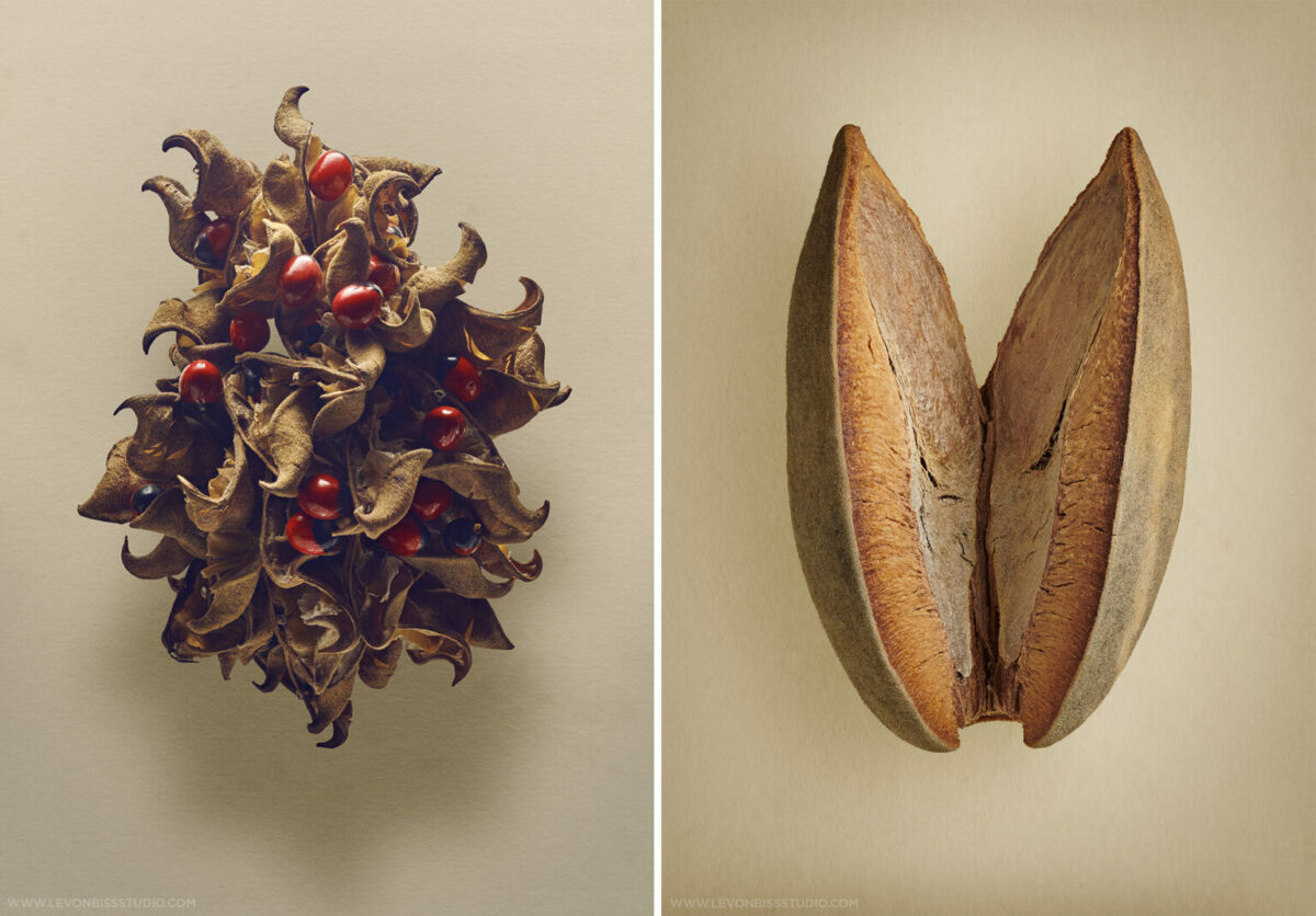 The Beauty Of Dried Seeds And Fruits Revealed By Levon Biss 2