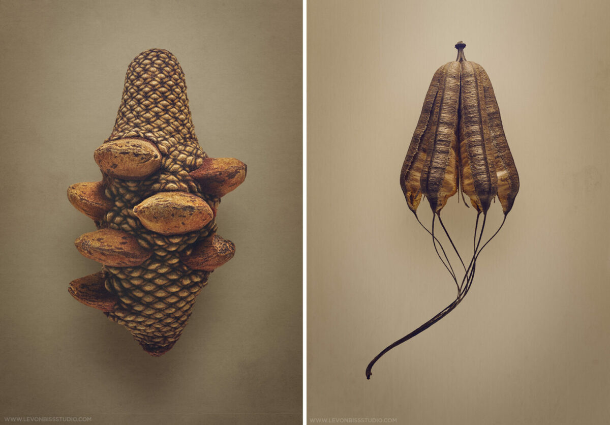 The Beauty Of Dried Seeds And Fruits Revealed By Levon Biss 5