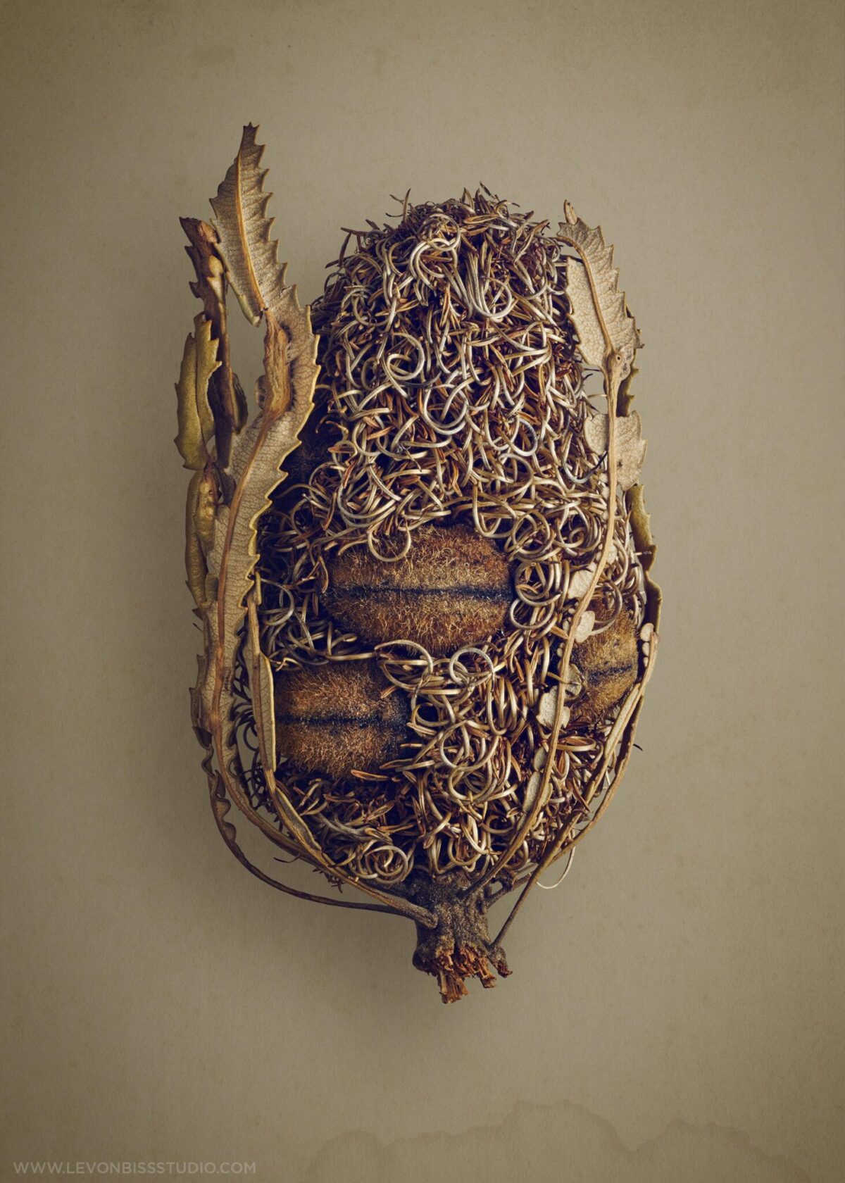 The Beauty Of Dried Seeds And Fruits Revealed By Levon Biss 6
