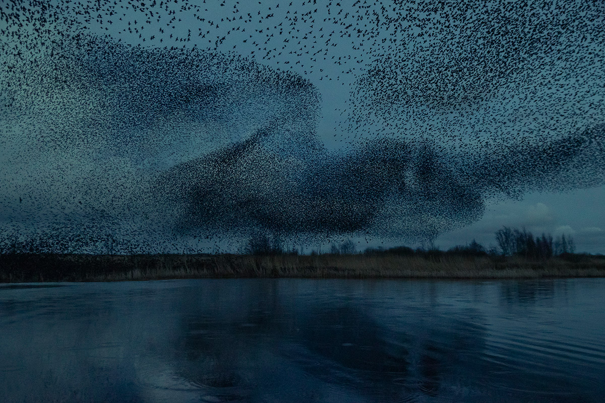 Black Sun: amazing photography series on starling dancing clouds by Søren Solkær
