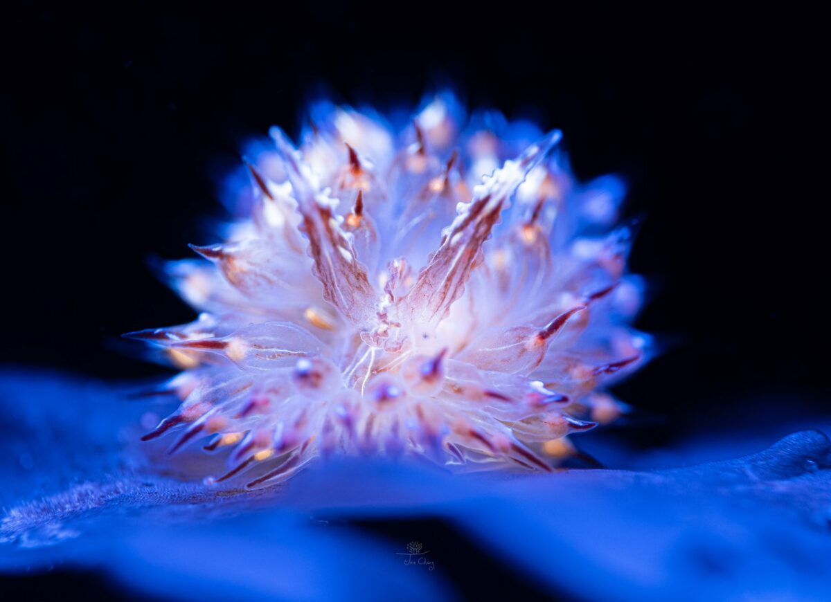 The Fantastical Underwater Macro Photography Of Joe Chang 8