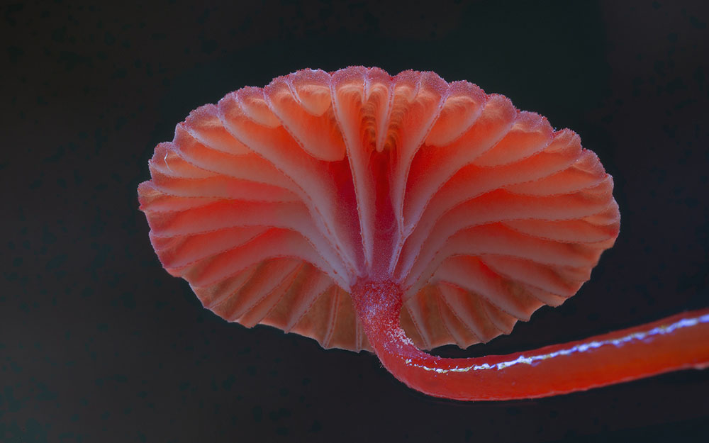 Wonderful Photos Of Australian Fungi By Steve Axford 1