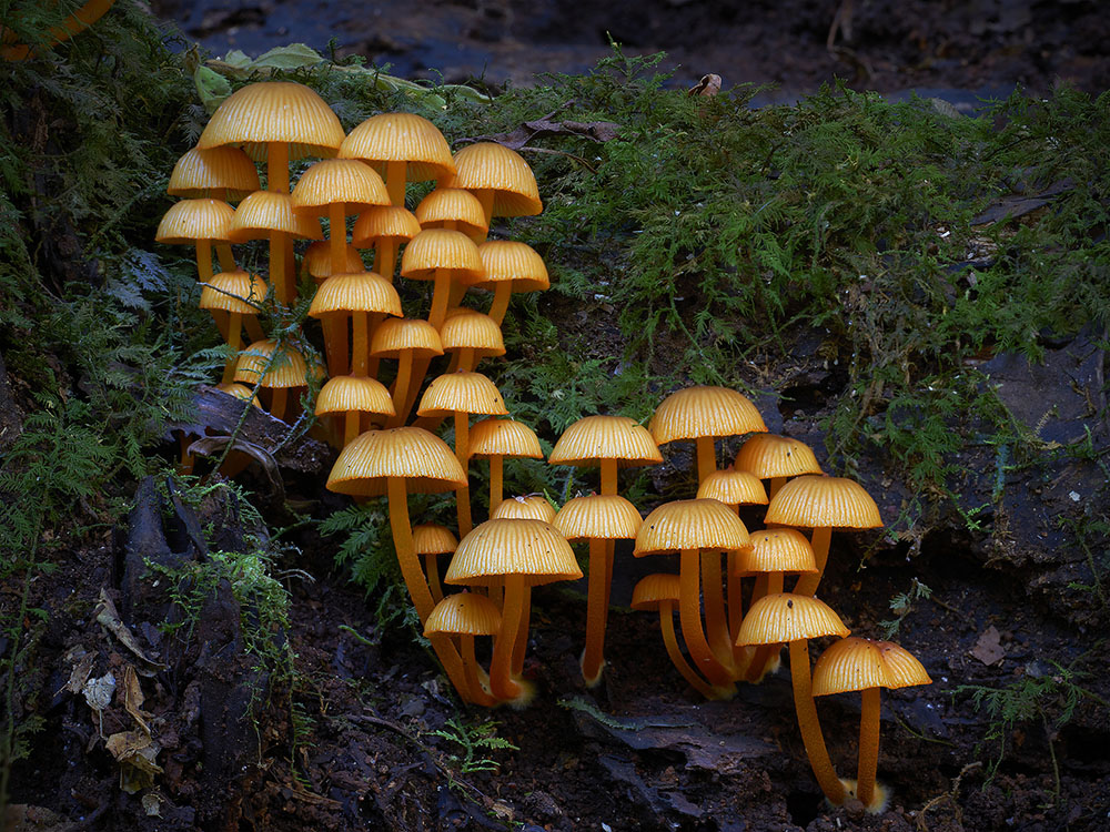 Wonderful Photos Of Australian Fungi By Steve Axford 10