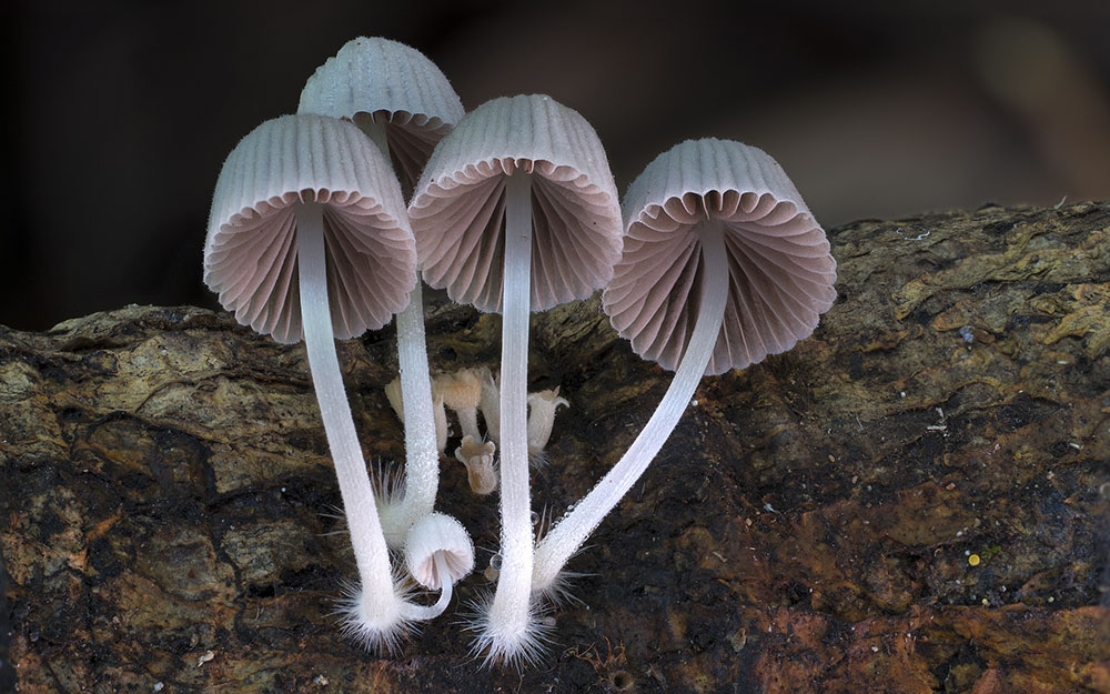 Wonderful Photos Of Australian Fungi By Steve Axford 12