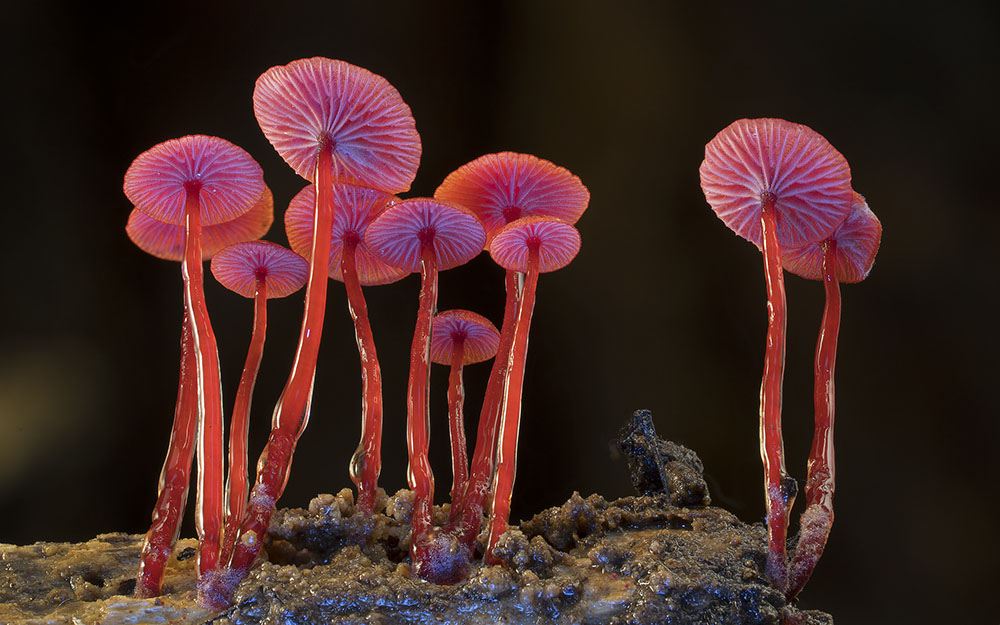 Wonderful Photos Of Australian Fungi By Steve Axford 14