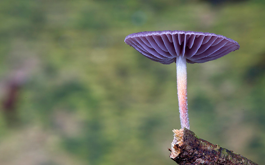 Wonderful Photos Of Australian Fungi By Steve Axford 18