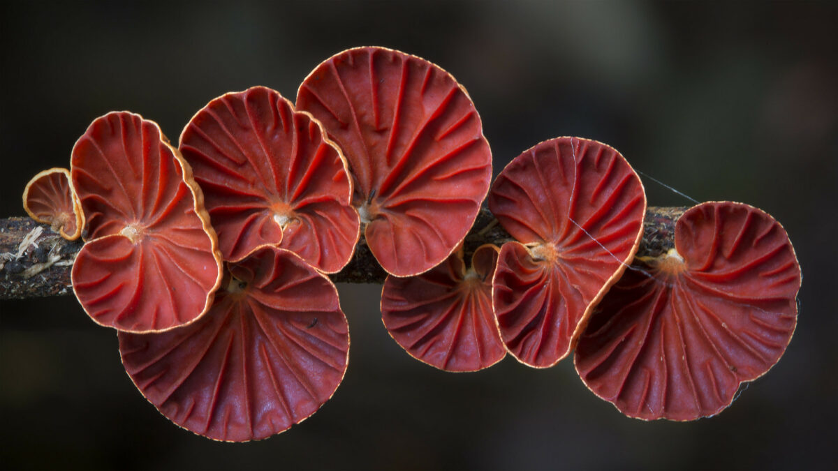Wonderful photos of Australian fungi by Steve Axford