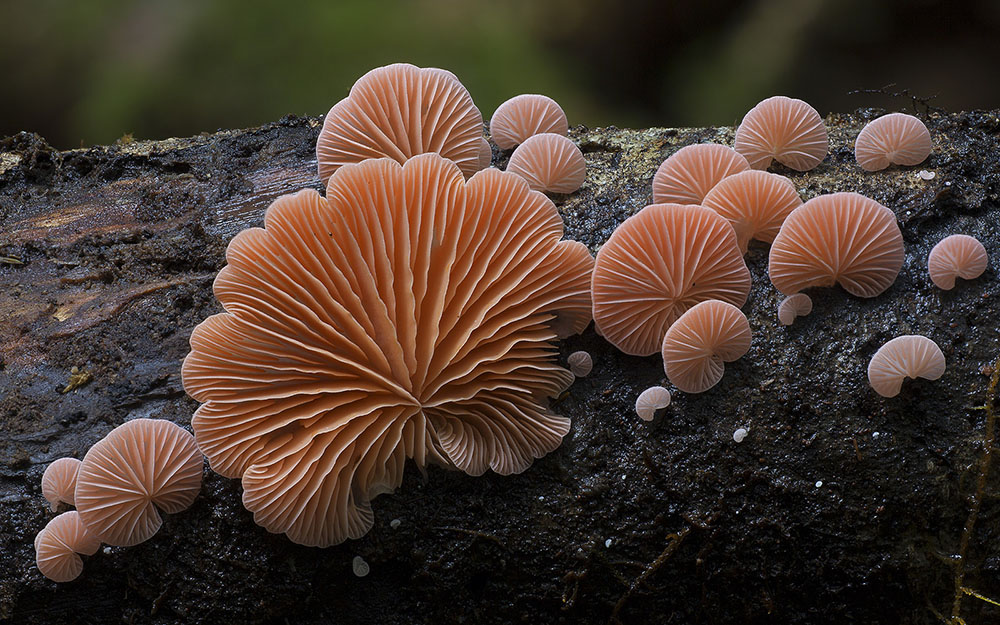 Wonderful Photos Of Australian Fungi By Steve Axford 2