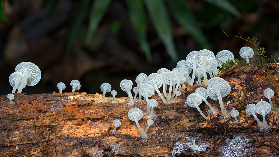 Wonderful Photos Of Australian Fungi By Steve Axford 21