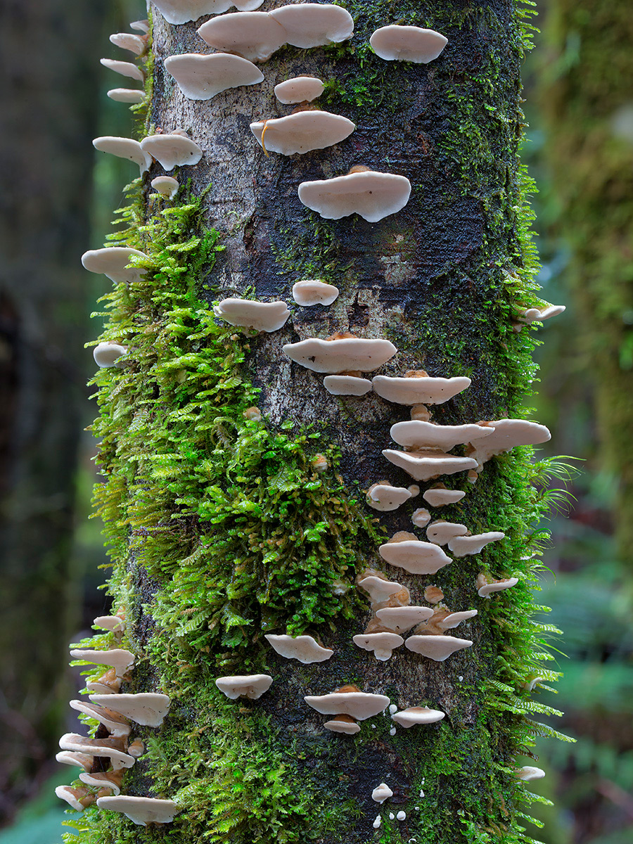 Wonderful Photos Of Australian Fungi By Steve Axford 22