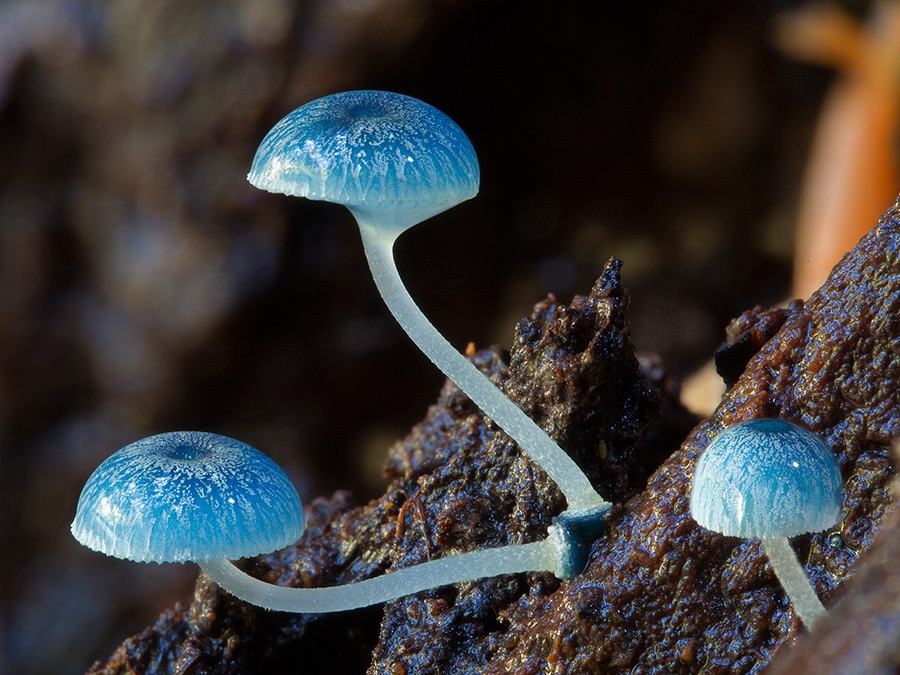 Wonderful Photos Of Australian Fungi By Steve Axford 23
