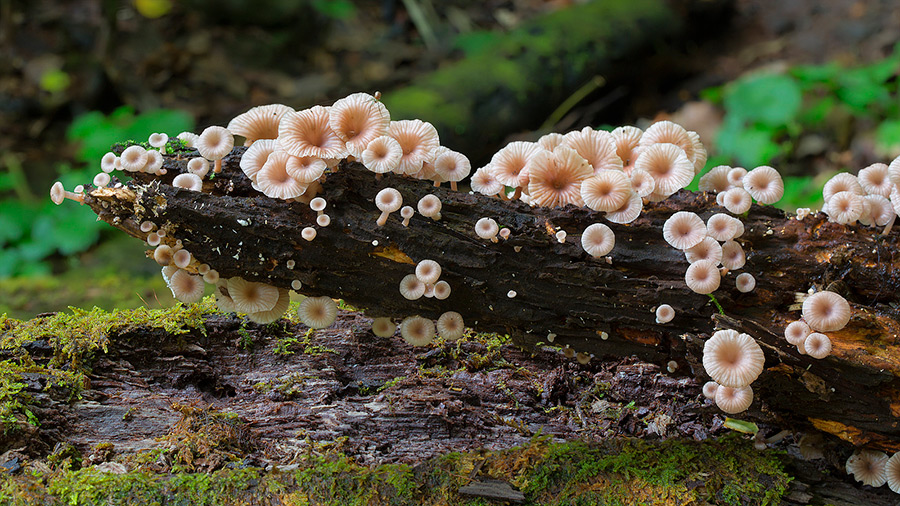 Wonderful Photos Of Australian Fungi By Steve Axford 24