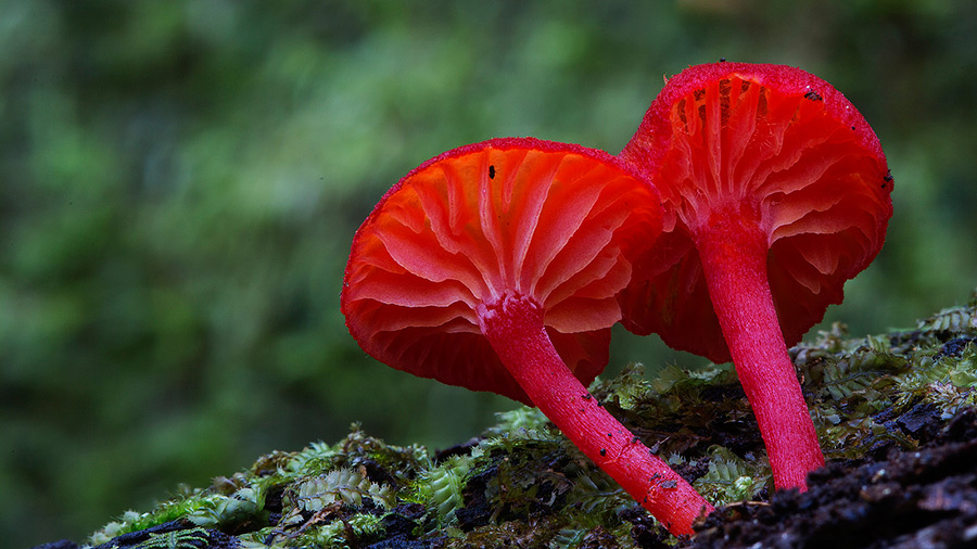 Wonderful Photos Of Australian Fungi By Steve Axford 26