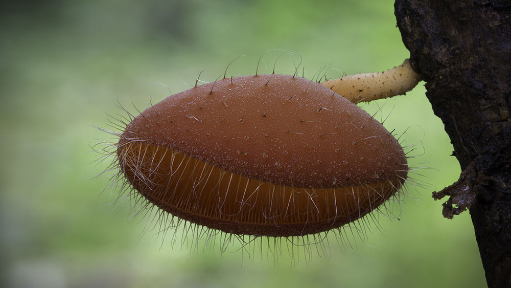 Wonderful Photos Of Australian Fungi By Steve Axford 4