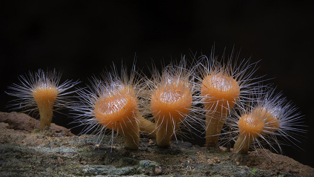 Wonderful Photos Of Australian Fungi By Steve Axford 5