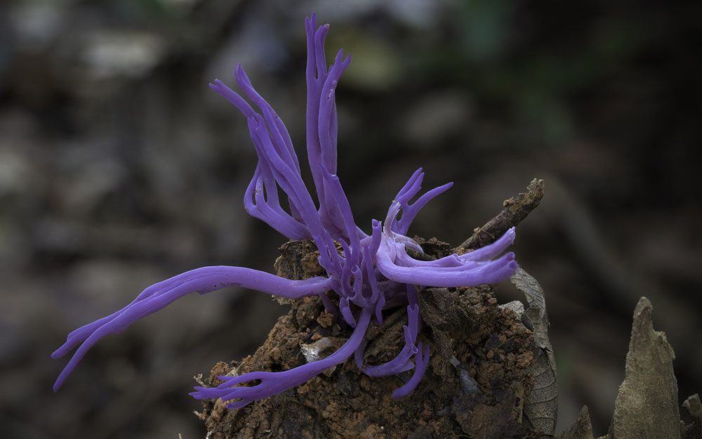 Wonderful Photos Of Australian Fungi By Steve Axford 6