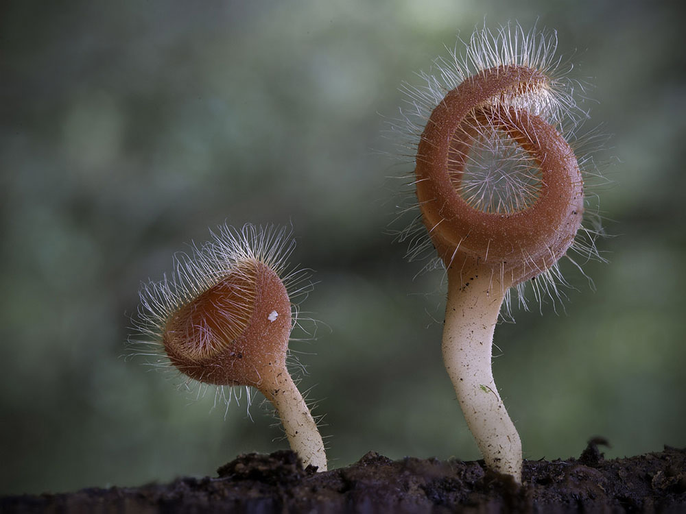 Wonderful Photos Of Australian Fungi By Steve Axford 7