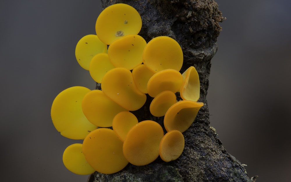 Wonderful Photos Of Australian Fungi By Steve Axford 8
