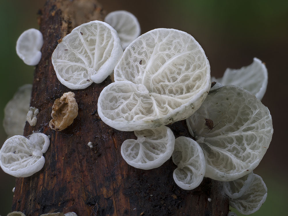 Wonderful Photos Of Australian Fungi By Steve Axford 9