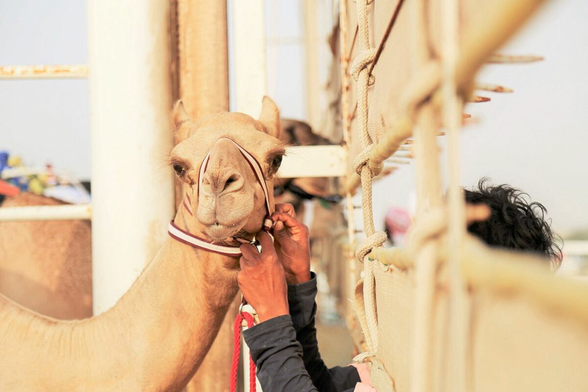 Camel Race A Captivating Photography Series By Alexandre Mounayer 11