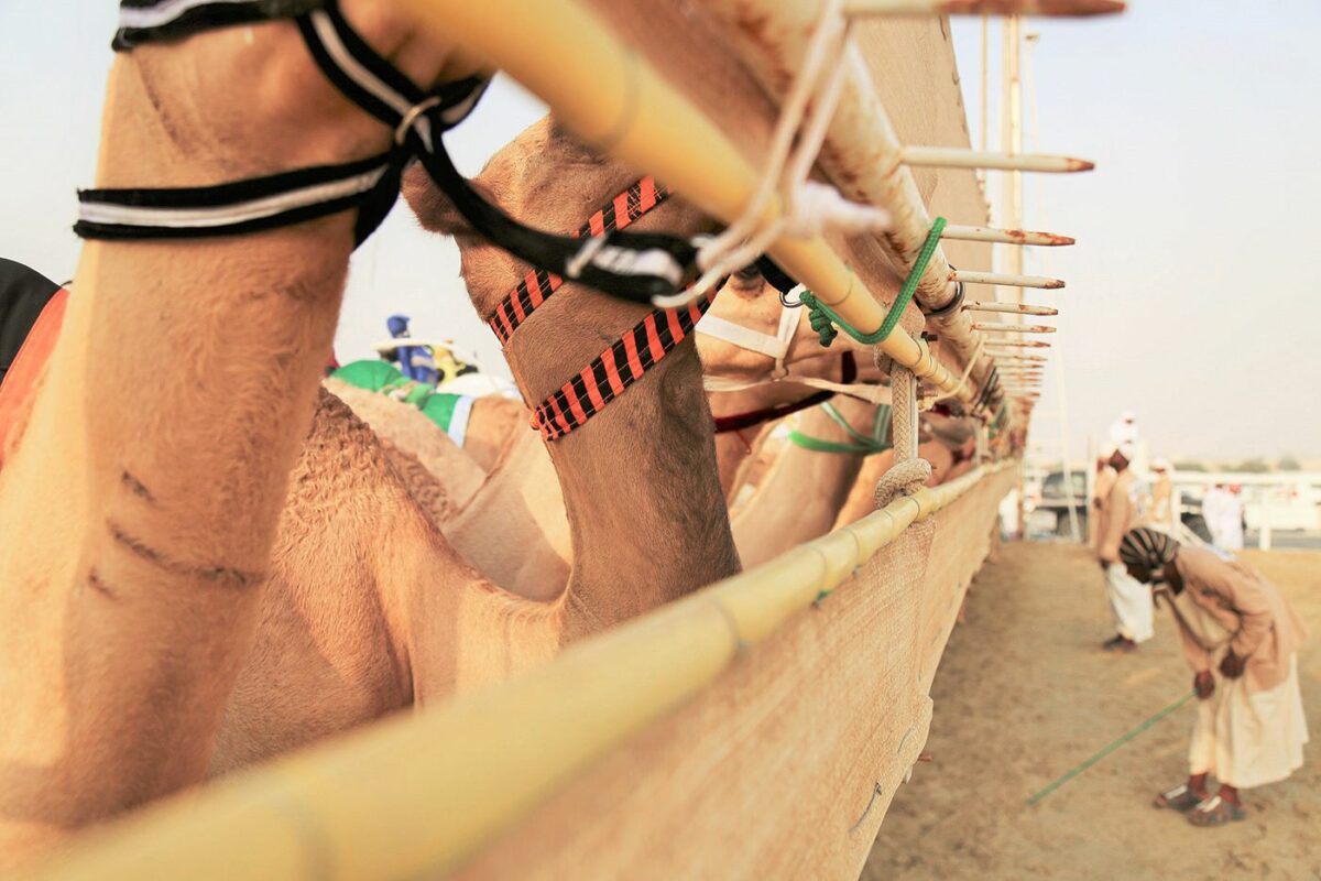 Camel Race A Captivating Photography Series By Alexandre Mounayer 12