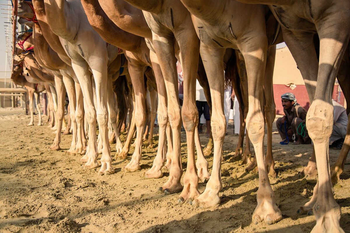 Camel Race A Captivating Photography Series By Alexandre Mounayer 13