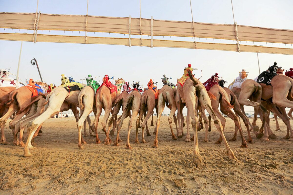 Camel Race A Captivating Photography Series By Alexandre Mounayer 16