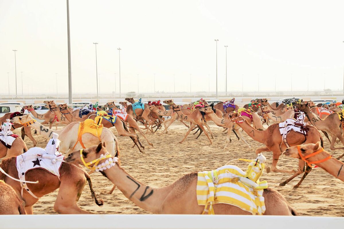 Camel Race A Captivating Photography Series By Alexandre Mounayer 19