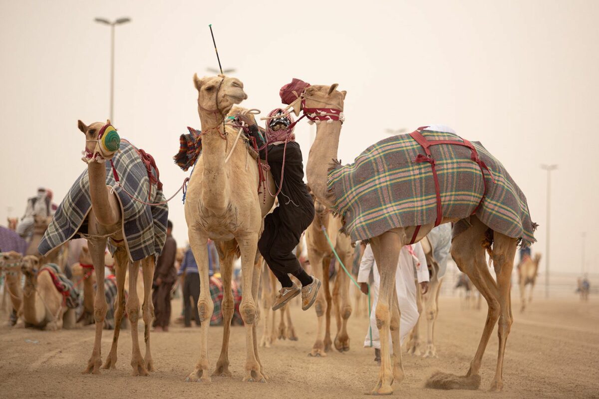 Camel Race A Captivating Photography Series By Alexandre Mounayer 2