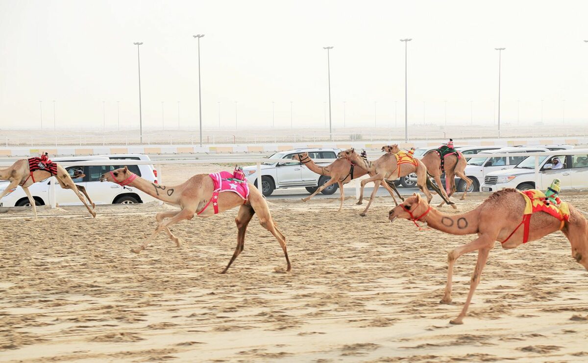 Camel Race A Captivating Photography Series By Alexandre Mounayer 20