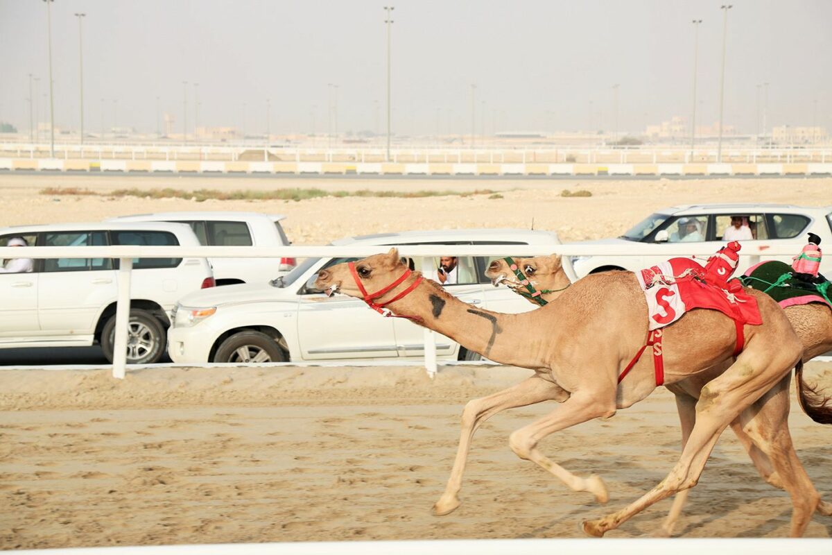 Camel Race A Captivating Photography Series By Alexandre Mounayer 21