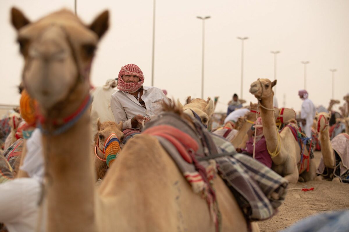 Camel Race A Captivating Photography Series By Alexandre Mounayer 3