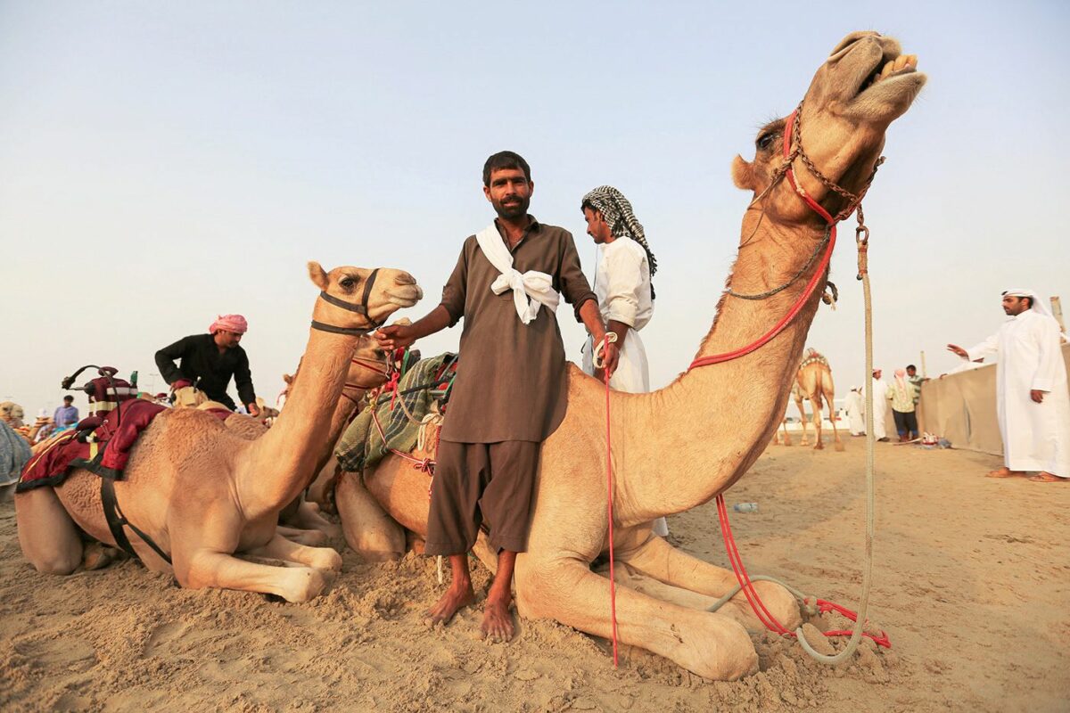 Camel Race A Captivating Photography Series By Alexandre Mounayer 4