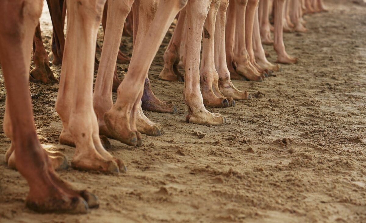 Camel Race A Captivating Photography Series By Alexandre Mounayer 9